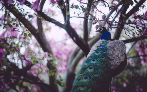 Peacock at LA County Arboretum by Craig Kirk