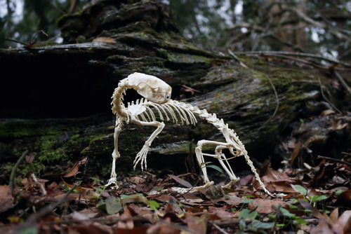 snakeybones:Min.k skeleton articulation