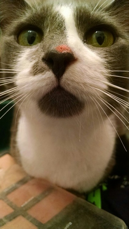 Miss Rosy Nosy