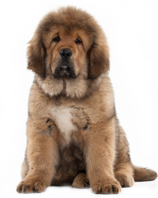 scarlettjane22:  TIBETAN MASTIFFSround 1www.google.com