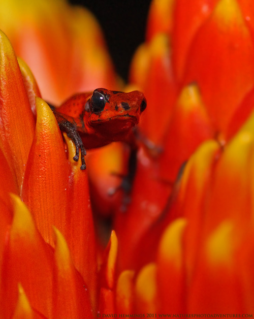 drxgonfly:Blue Jean Frog - Costa Rica (by Nature’s Photo Adventures - David G Hemmings)
