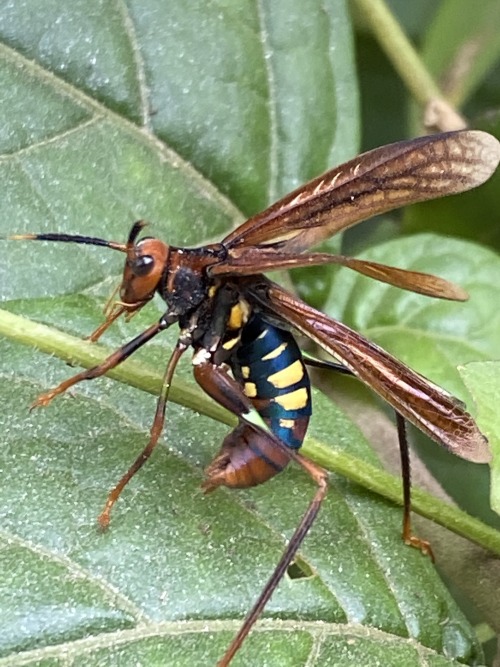 onenicebugperday: Wasp-mimic katydid, Scaphura nigra, Phaneropterinae (Leaf Katydids)Found in South 