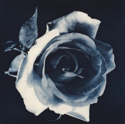 pentauroi:Robert Mapplethorpe (Blue Rose, from the Flowers series)