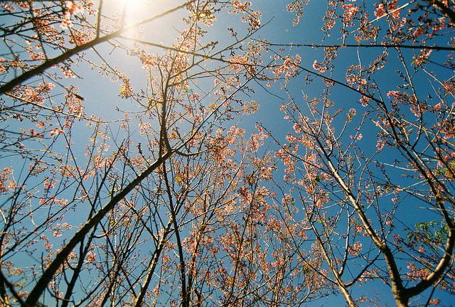 Sakura garden on Flickr.
Via Flickr:
• Camera: Nikon FM
• Film: Fuji ProPlus 200
• Blog | Tumblr