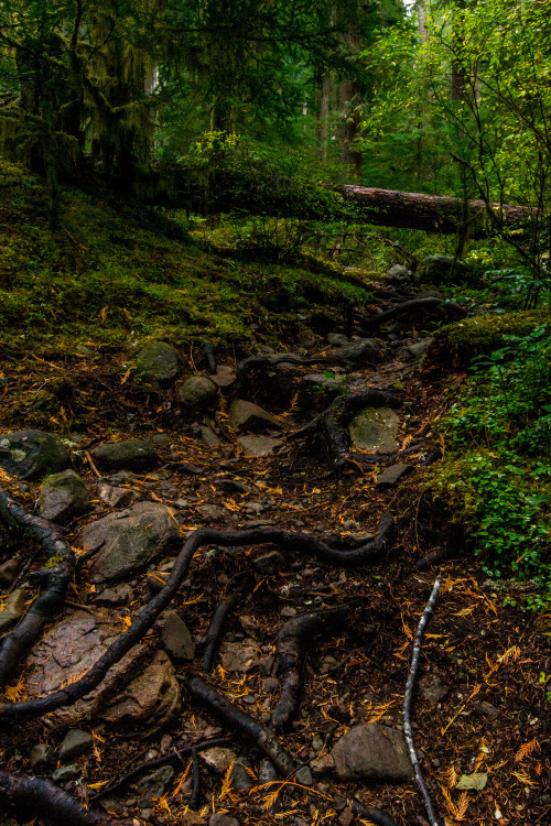 Oregon rains bring vibrant greens.