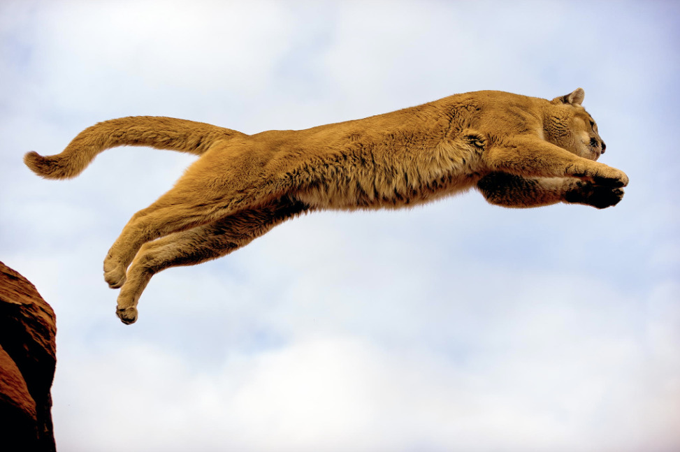 Big Cat Wild Cat — Leaping Mountain Lion (photo by Truth & Light...