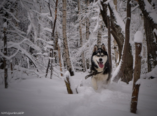 th3cuteanimals:  animals