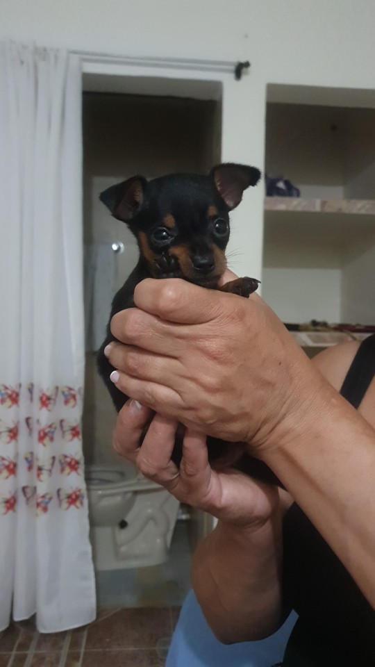 Me, 2 Years Ago In Colombia: I Don't Understand Why People Spend So Much Money To Bring A Dog To Another