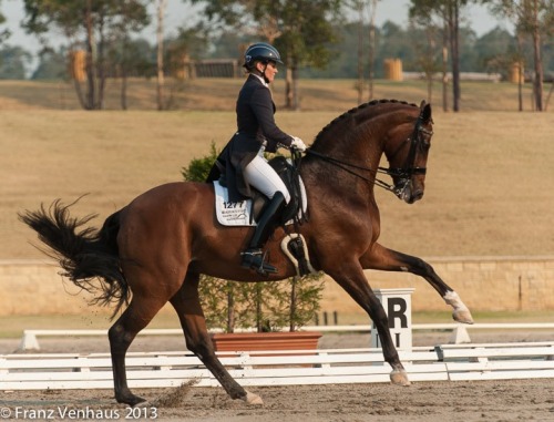 aussiedressage:One of Australia’s top dressage teams, Maree Tomkinson and her superb mare Diamontina