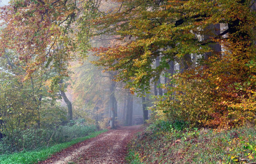 autumn forest by Elena Wymann