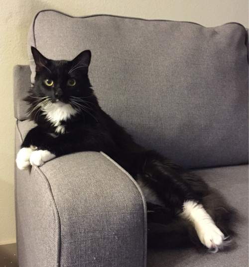 hotbritishguyspluscats: catsbeaversandducks: Benny Loves Standing Up And Hates Baths And Birthday Pa