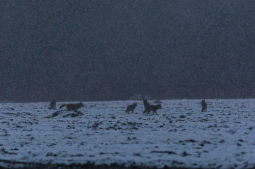 A band of Coyotes in the snow.