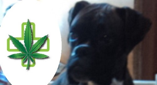 420pressnews: Cannabis treatment for your best friend