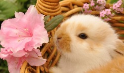 llovinghome:Cuddly Bunny