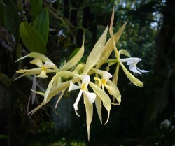 orchid-a-day:Epidendrum oerstedii Syn.: Coilostylis oerstedii; Epidendrum ciliare var. oerstedii August 3, 2014