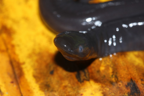 A Demure Little Slimer [common Aquatic Caecilian, Typhlonectes Compressicauda] Looks Up Shyly For Photographer