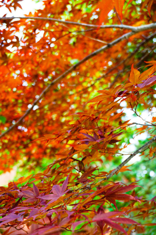 outdoormagic:  Japanese Maples by Tai Pasaraporn adult photos