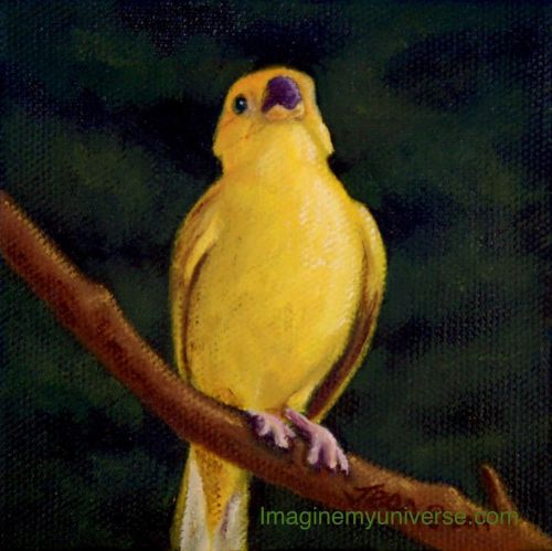 The second painting in my Orange Fronted Yellow Finch series. It is a miniature painting measuring o