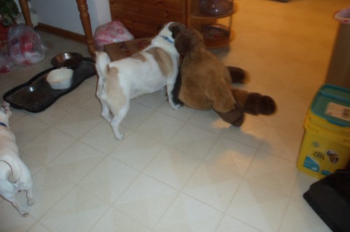 I wasn’t lying…Mack walking around the house with his horse. I grabbed the camera and followed him around the house, taking what I could. Molly was very unimpressed. 