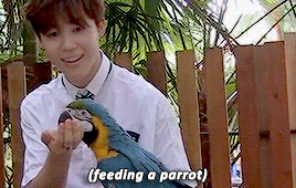 Jimins Love For Animals 