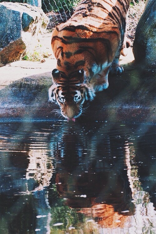 umq:  Tiger by (Jim Nicholson)