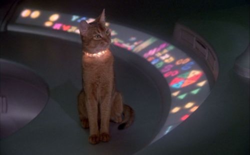 carol-danvers-gf:vintagegeekculture:“The Cat from Outer Space” (1979)@mostlycatsmostly
