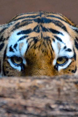 Realbootyoptics:  | Siberian Tiger Peekaboo | Source | Makxveli | 