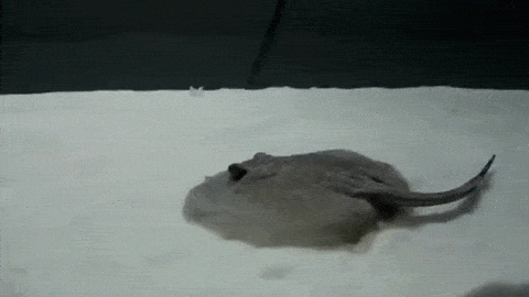 So I Looked Up “amazing” Under The Gif Search And This Little Guy Came Up