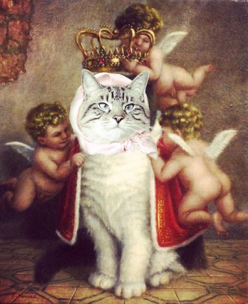 Finally got what I deserved ! #iknewthat #kingPoonchic #catsofinstagram #weeklyfluff #9gag #youwanto