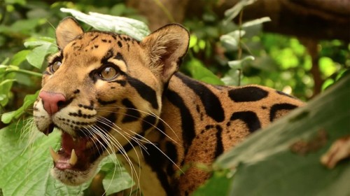 wtxch: Clouded leopard (N. nebulosa)