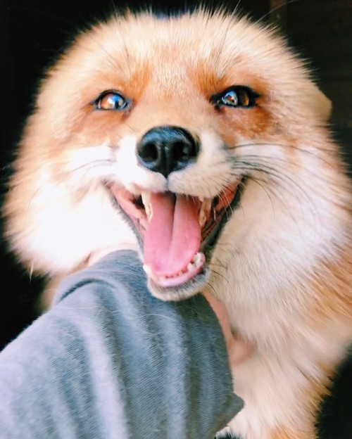 oceanbreezeandhoneybees:everythingfox: Look at that face Juniper the Fox ✨