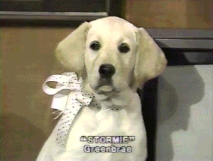 Dog Commercials Explore Tumblr Posts And Blogs Tumgir