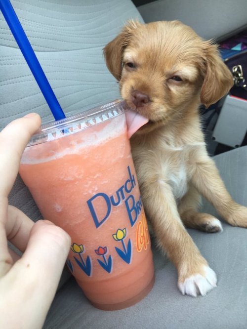 babyanimalgifs:Blessing your dash