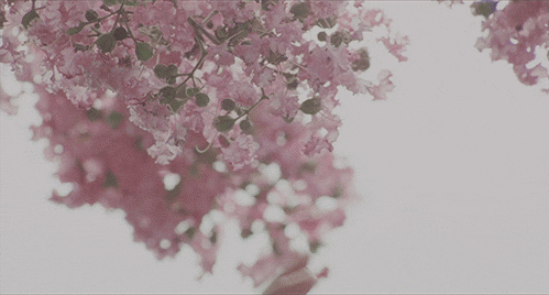 sixpenceee:  A compilation of calming floral/nature gifs. Here are similar compilations featured on @sixpenceee you may enjoy: Compilation of Landscape/Nature Gifs Compilation of Space/Sky Gifs  Compilation of Pixel Art Compilation of Cute Transparent