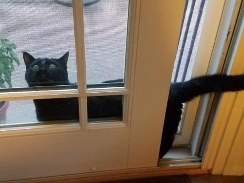 ace-of-song:My sister’s cat, Oy, is pretty dumb. He got himself stuck between the glass and screen d