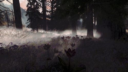 darkfantasyskyrim: Witchmist Grove + Technicolor Alchemy overhaul + Flower Fields