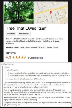 srsfunny:  This Tree Has A Wikipedia Pagehttp://srsfunny.tumblr.com/