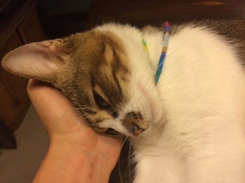 scratchingpad:In Hong Kong I met the most chilled out hostel cat. 