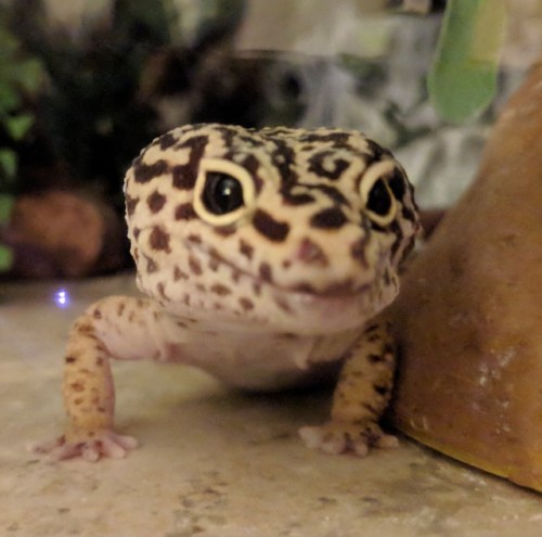 a handsome boy rises