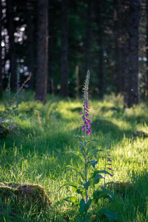 I always think of June as foxglove season