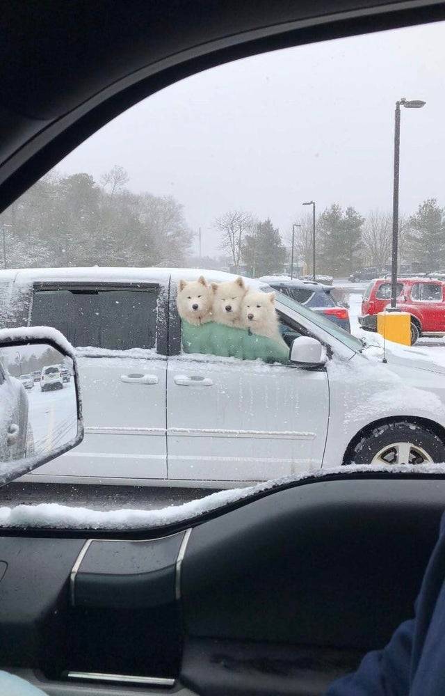 “I couldn't believe what I was seeing when I pulled up next to these three amidst a snowstorm“   (Source)