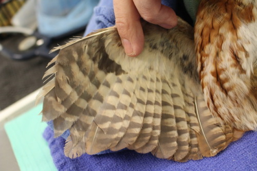 zooophagous:why-animals-do-the-thing:crc-rehab-blog:Replacing damaged feathers on an Eastern screech
