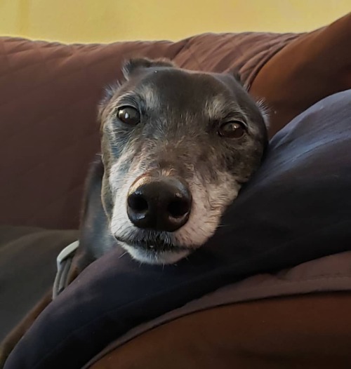 I love you too, Cutter #greyhound #retiredracer #greyhoundsofinstagram #cutterbutter  www.in