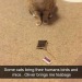 cat-memes-only: