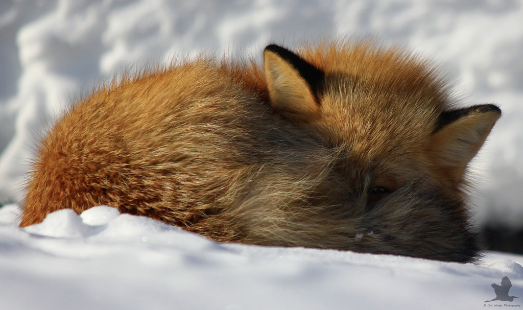 everythingfox:    Photo by Jon Wedge Photography  