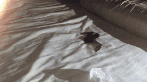ideallyurs:  annabellioncourt:  gothiccharmschool:  gifsboom:  So You Think You Can Fly. [video]  Oh, precious baby bat!  That’s not a bat that’s a baby dragon.   @saintcita 💕