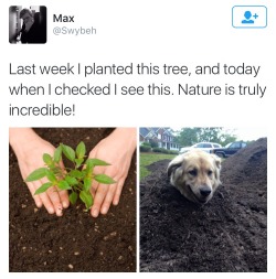 twitterlols:  dogwood is really blooming this year 