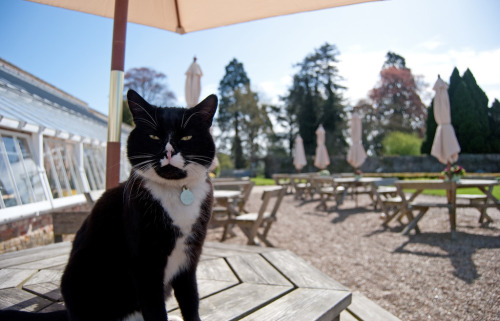 Whitby - Resident Cat at Stansted House, West Sussex, England (by nembow)