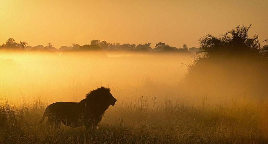 jedavu:    Capture Chases And Fights In The Animal Kingdom  Originally from Pretoria,