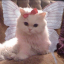 aphroditebabygirl